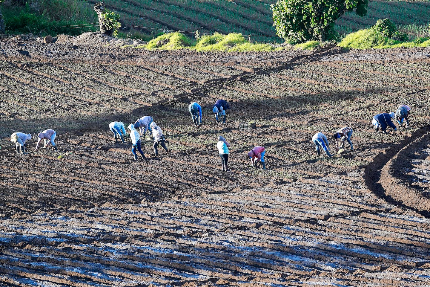 Aunque con un menor ritmo de crecimiento, los productos con mayor destino a mercado local también están con comportamiento positivo, desde marzo del 2021. Aquí el cultivo de cebolla en Tierra Blanca, Cartago.