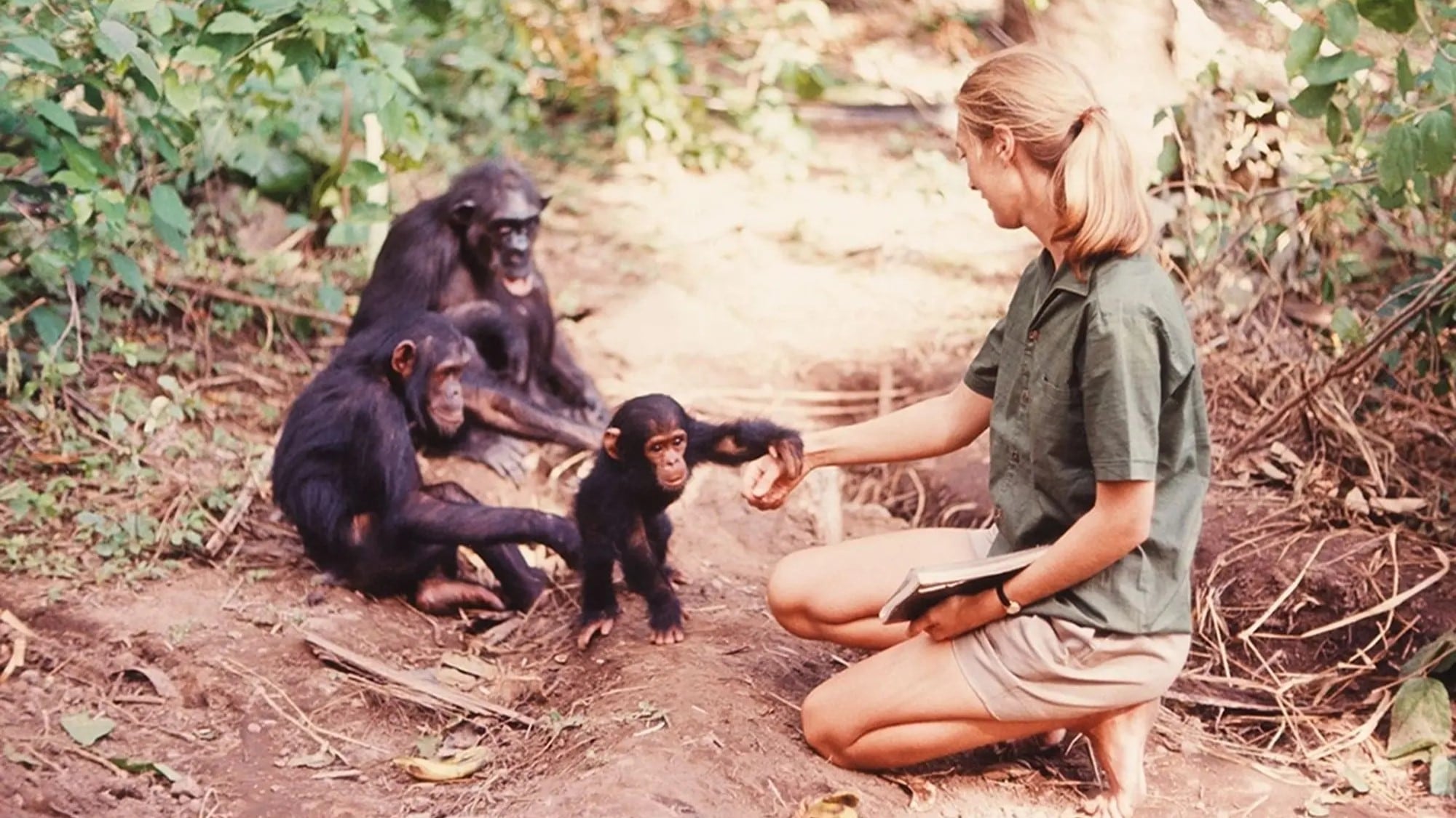 Jane Goodall