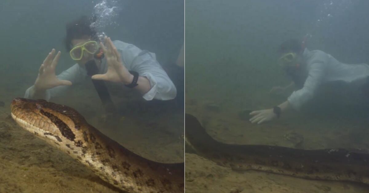 La anaconda identificada como eunectes akiyama, reveló una diferencia genética del 5,5% con las demás serpientes anacondas verdes previamente conocidas.