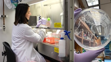 Usted puede diseñar la próxima cura: así funciona la biología sintética