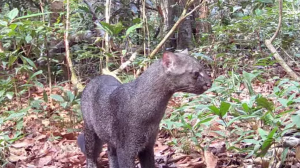 Cámaras instaladas en la Amazonía brasileña registraron por primera vez a un jaguarundi en Grão-Pará junto a otras 43 especies.