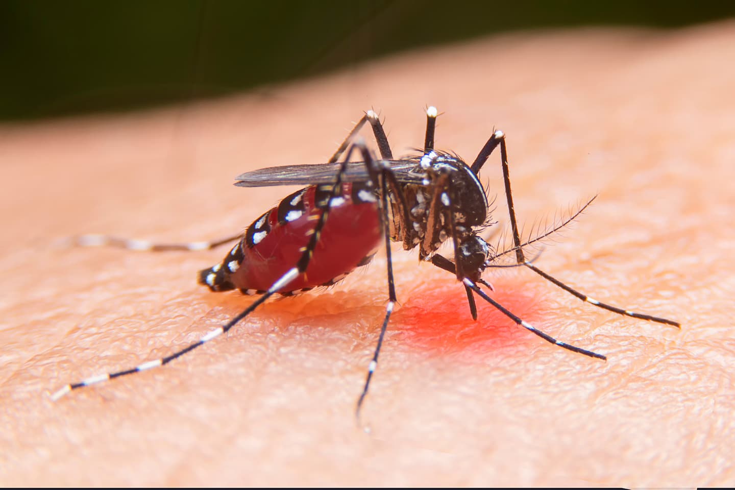 En muchas de sus publicaciones, 'La Nación' ha insistido en la necesidad de cortar la transmisión del dengue mediante la eliminación de aguas estancadas que facilitan la reproducción del vector que transmite el virus: el mosquito 'Aedes aegypti'.