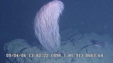 Una nueva especie de coral recibe su nombre en honor a un personaje de ‘Star Wars’