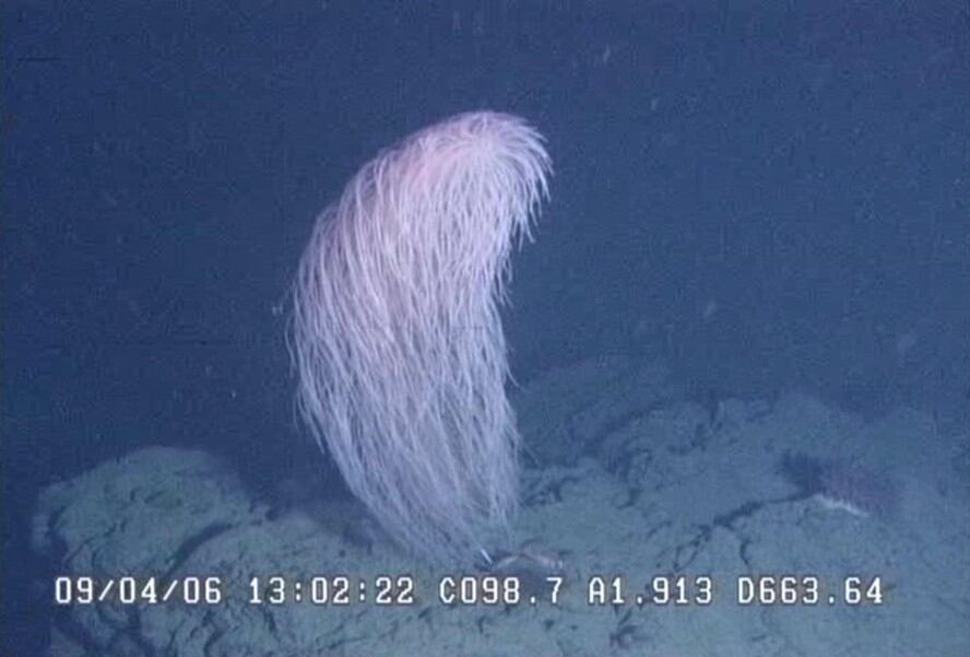 Nueva especie de coral hallada en aguas profundas fue nombrada en homenaje a Chewbacca por su apariencia similar al pelaje del personaje.