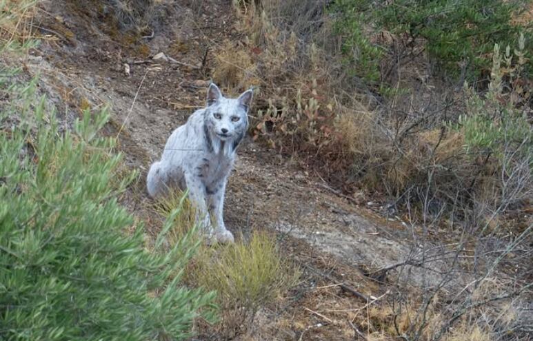 Un lince blanco fue captado en la sierra de Jaén. El caso es único y se atribuye a una mutación genética llamada leucismo.