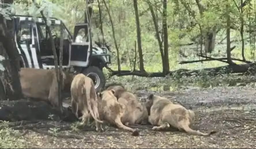 Funcionario murió tras ataque de leones en Tailandia. El hecho ocurrió frente a turistas y el zoológico cerró de forma temporal.