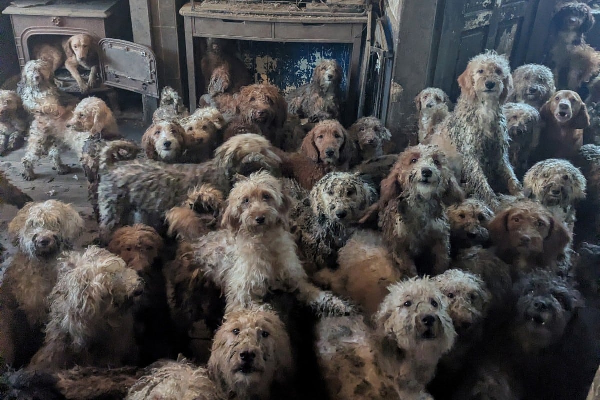 Esta fotografía sin fecha, distribuida a AFP el 9 de abril de 2026 por la Royal Society for the Prevention of Cruelty to Animals (RSPCA), muestra a perros mestizos tipo caniche (poodle-cross) mantenidos en una vivienda, en un lugar no revelado del Reino Unido.