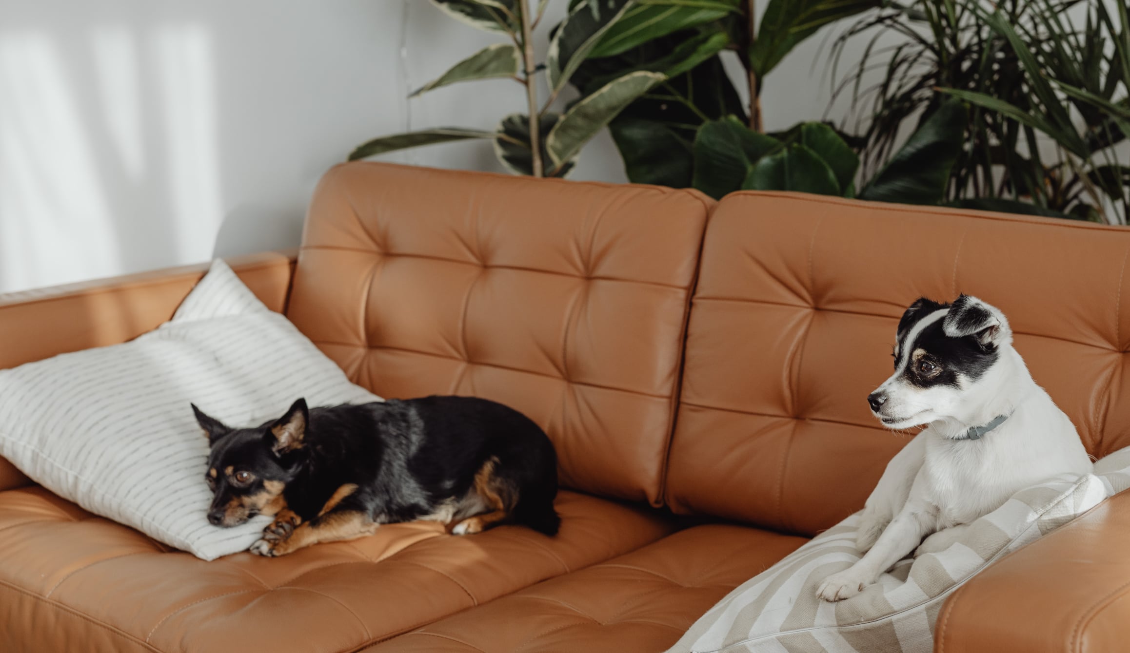 Científicos suizos midieron emisiones de partículas, microbios, CO2 y amoniaco asociadas a la actividad de perros en interiores.