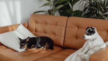 Perros en casa sí influyen en el aire que usted respira: estudio detecta aumento de partículas y microbios