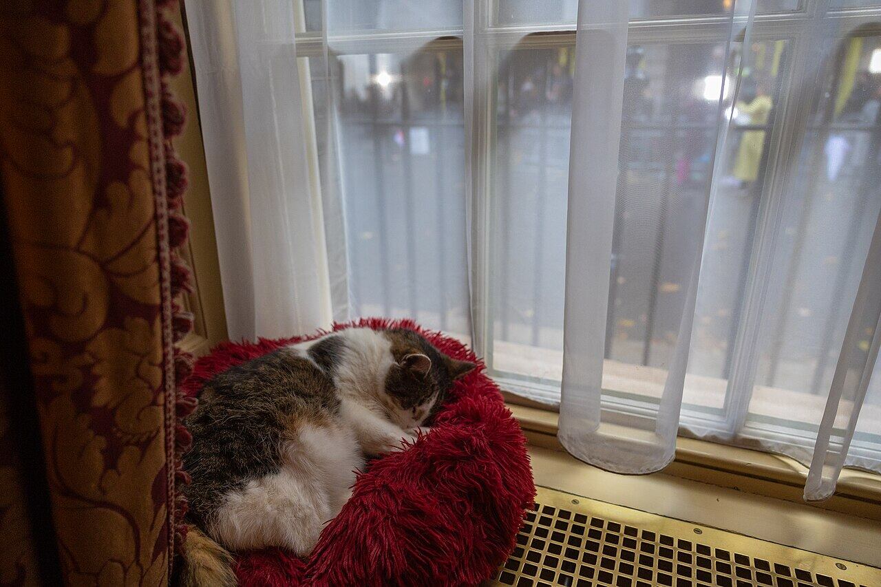 Larry, el gato de la sede del gobierno británico, en 2023, a la salida de Rishi Sunak.
