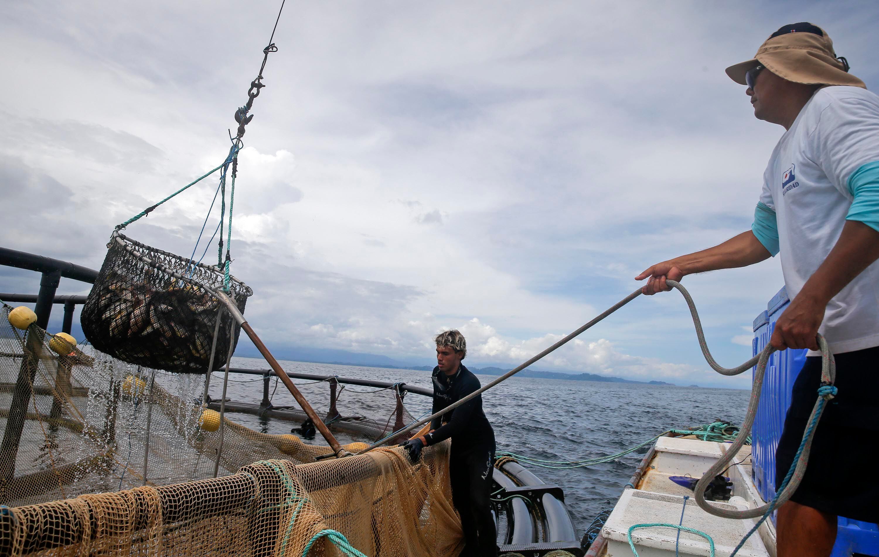 Trabajadores en faena de captura de pargo de cultivo en una planta de Aqua Alimentos S. A..