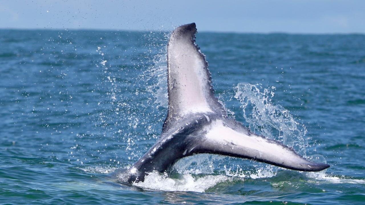 National Geographic se derrite en elogios para estos tesoros de Costa Rica.