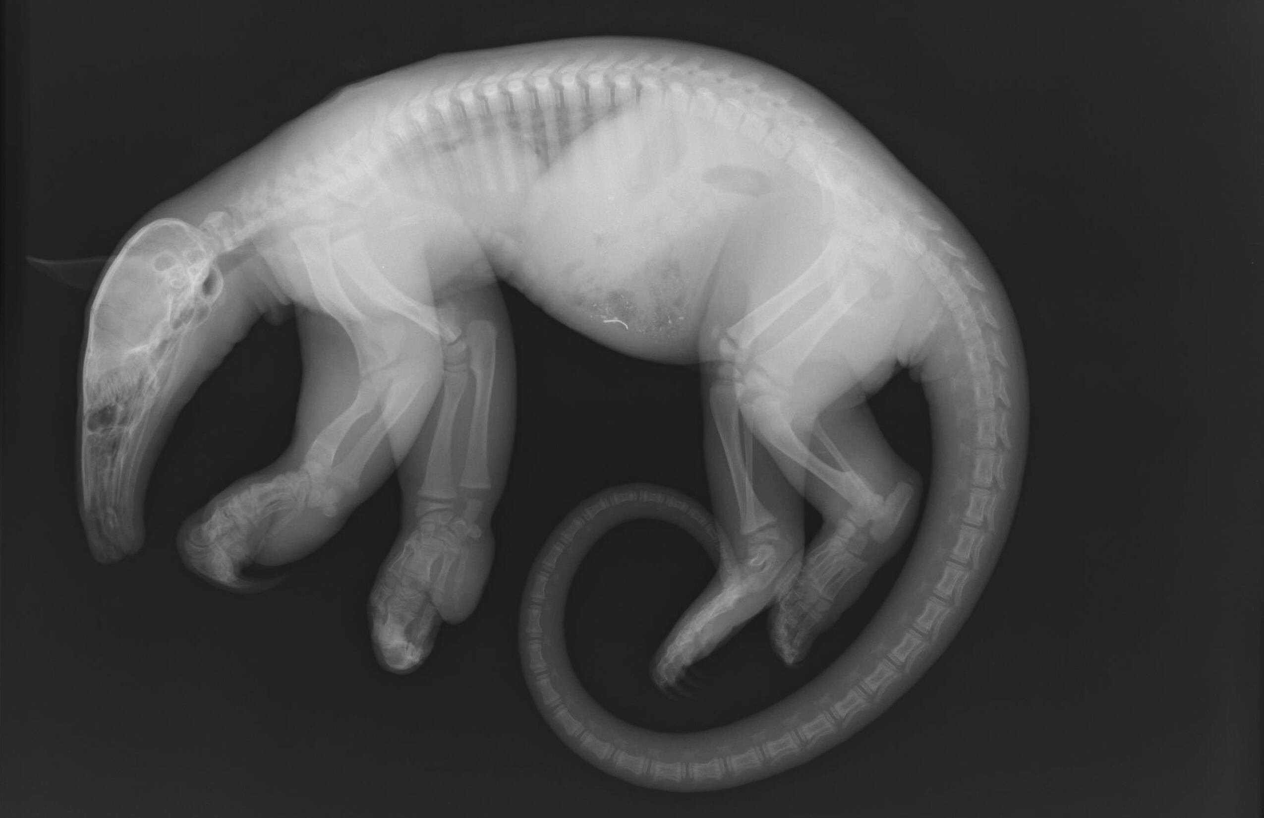 Un oso hormiguero (Tamandu mexicana) ingresó al santuario con una parálisis del tren posterior.