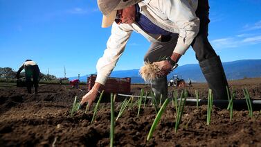 Agricultura de Centroamérica figura entre las más afectadas por escasez de lluvias