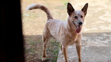 Tras muerte de su hermana, Logan, el perrito influencer, está hospitalizado por delicada enfermedad: ‘Por favor hagan oración’
