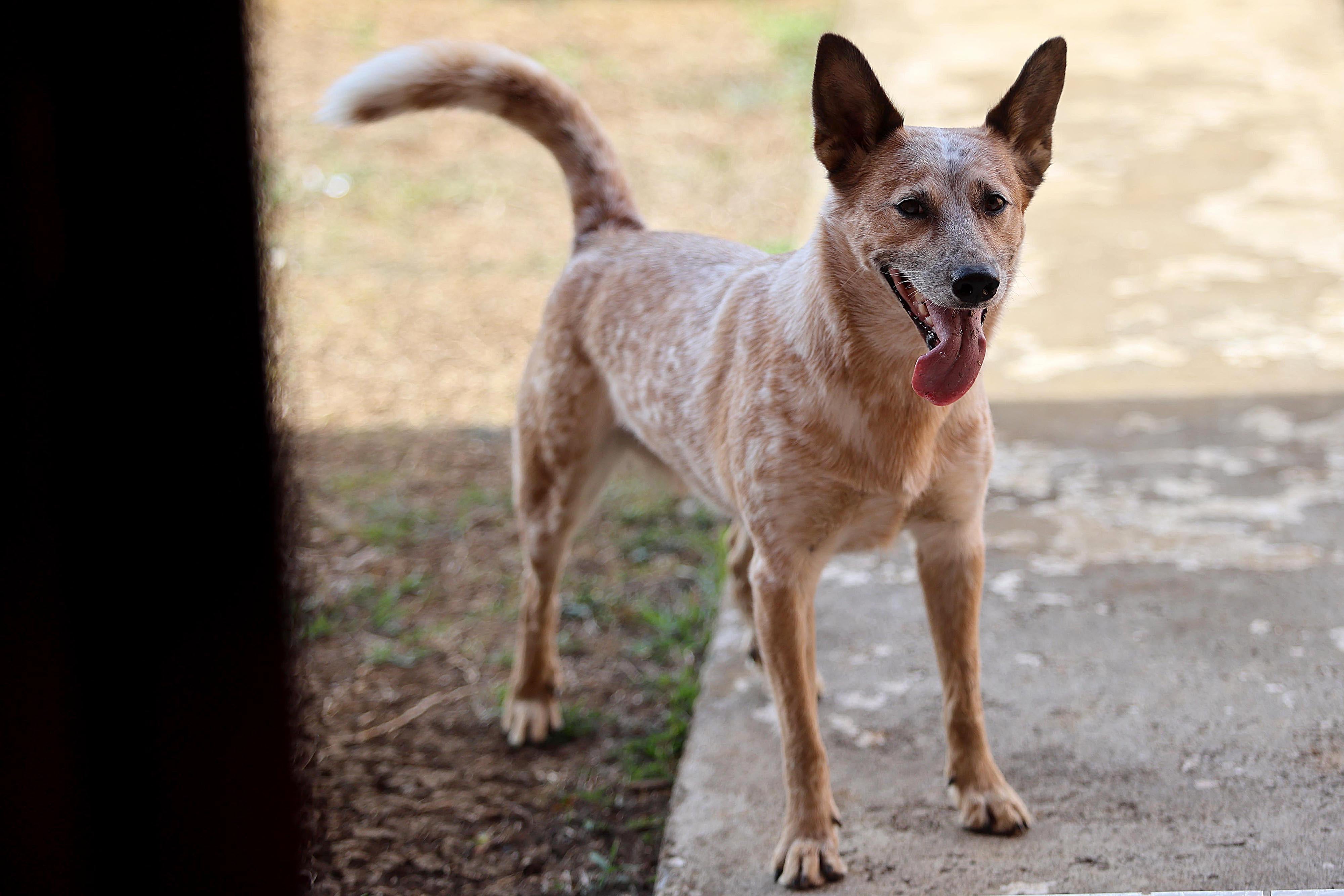 25/04/2024 San Ramón. Logan, el perro tico más seguido en redes sociales es un boyero australiano. Su dueño, Kevin Argüello, se apoya en la fama del enérgico y gracioso animal para ayudar a otros perros. Foto: Rafael Pacheco Granados