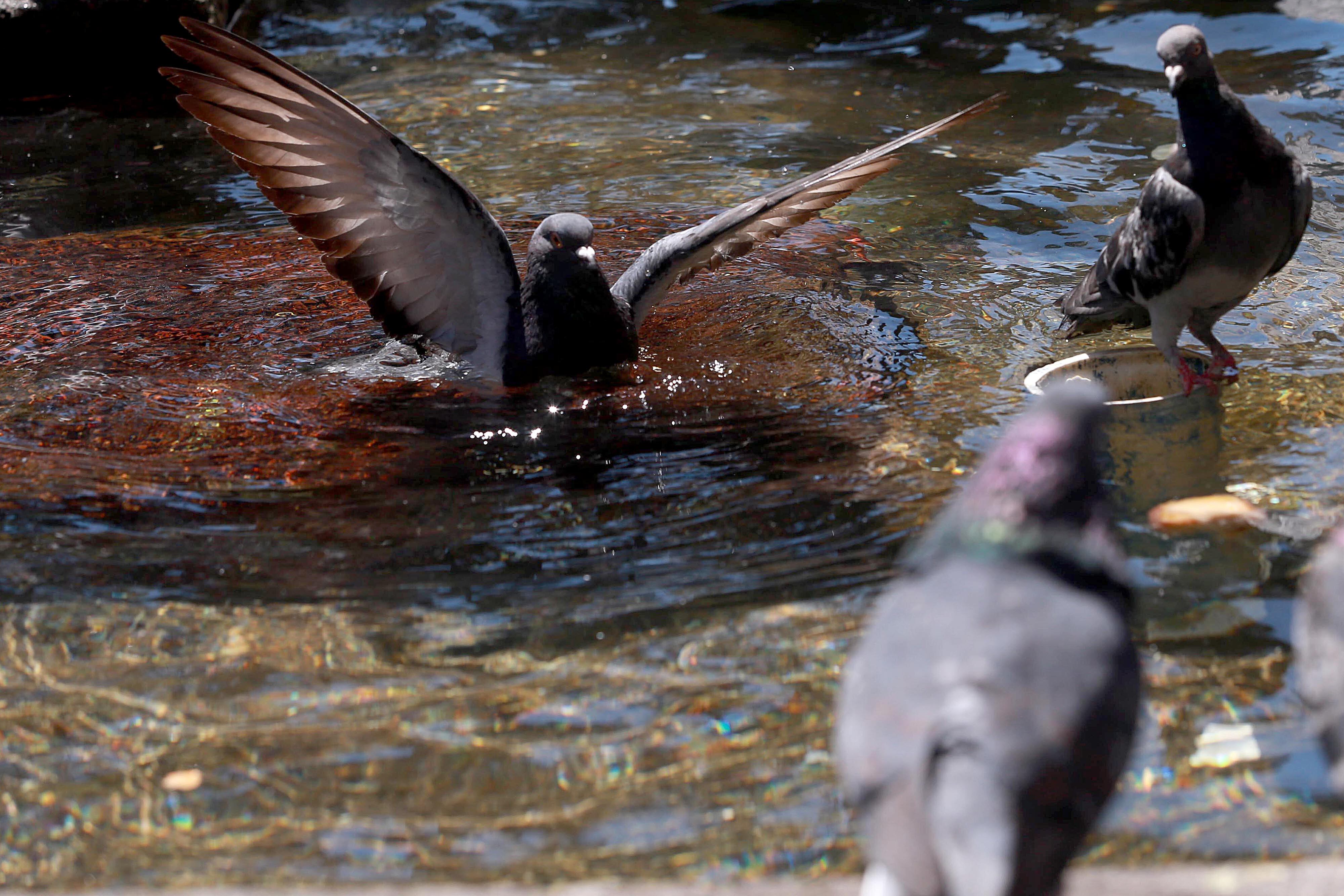 12/02/2024 San José. Bajo un sol intenso y un calor abrasador, las palomas de la Plaza de la Cultura se dieron un baño y tomaron agua de la pileta de la fuente, ubicada sobre el bulevar de la avenida central. Las fuertes temperaturas predominan durante estos días de estación seca.