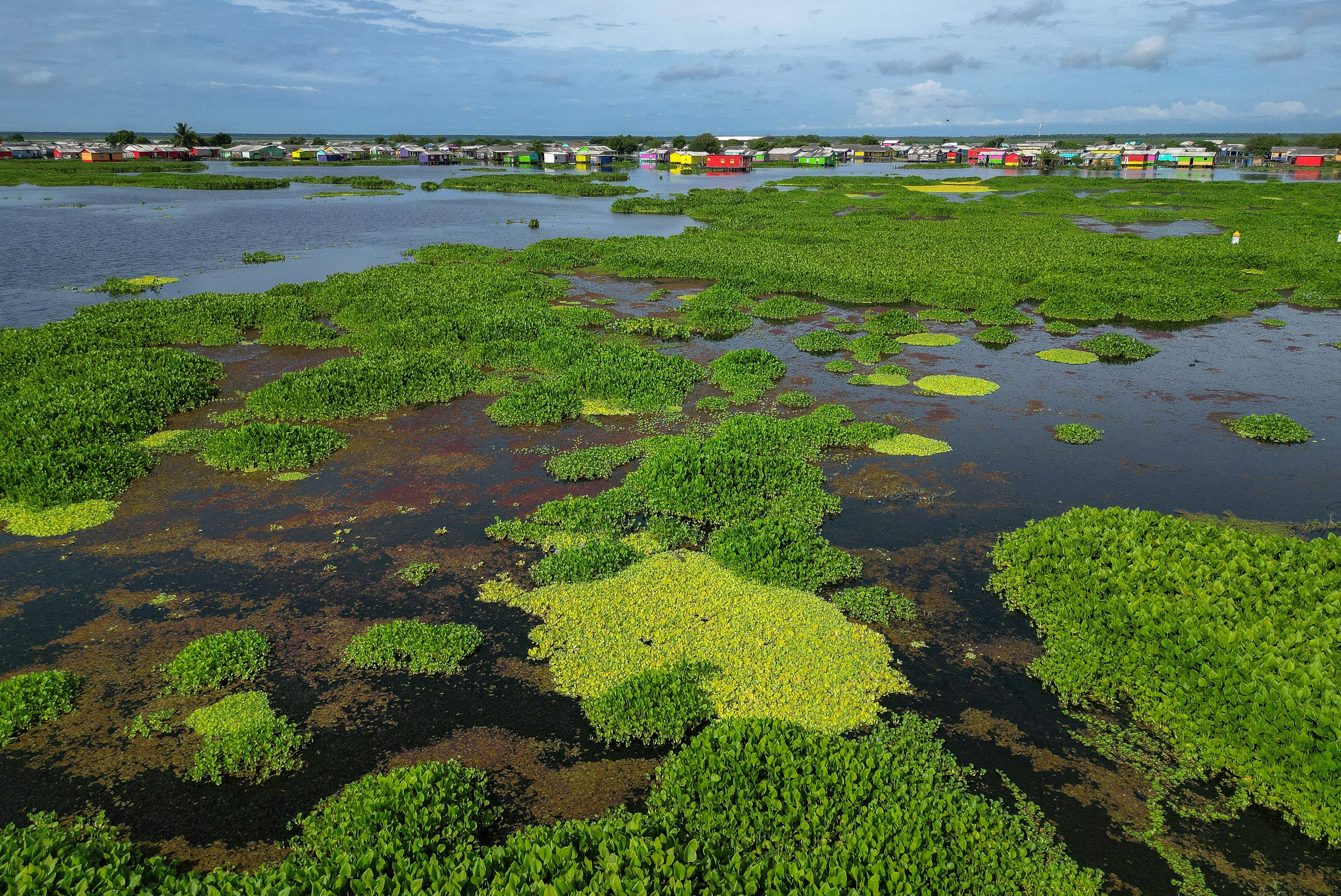 La planta invasora dificulta la pesca, principal sustento de los vecinos de Nueva Venecia, poniendo en riesgo su economía y alimentación