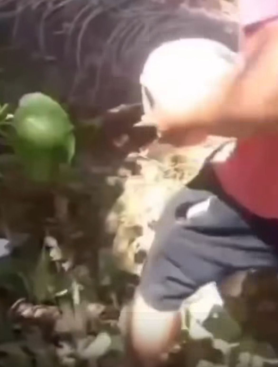 En una parte del vídeo que circula en redes sociales, se aprecia cuando el sospechoso cargaba la piedra de gran tamaño con la que agredió al perro. Según el OIJ los hechos habrían ocurrido tiempo atrás.