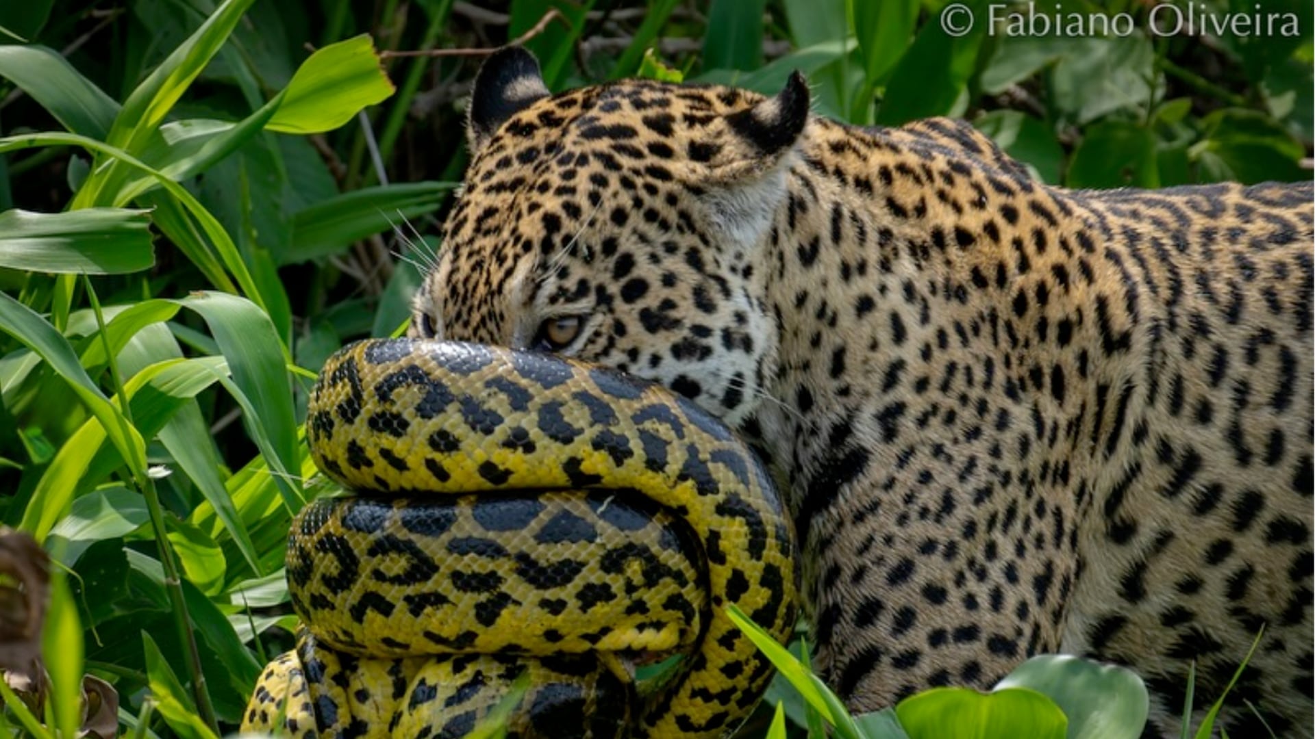 Las fotos muestran a un jaguar enfrentando a una anaconda que se aferró a su hocico durante una cacería en el Pantanal brasileño.