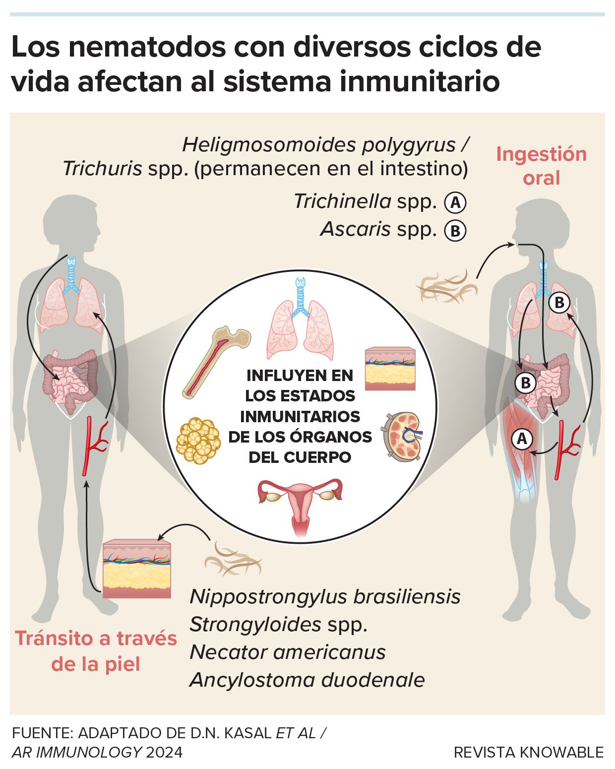Gráfico que ilustra cómo los nemátodos podrían interferir en el sistema inmunitario.