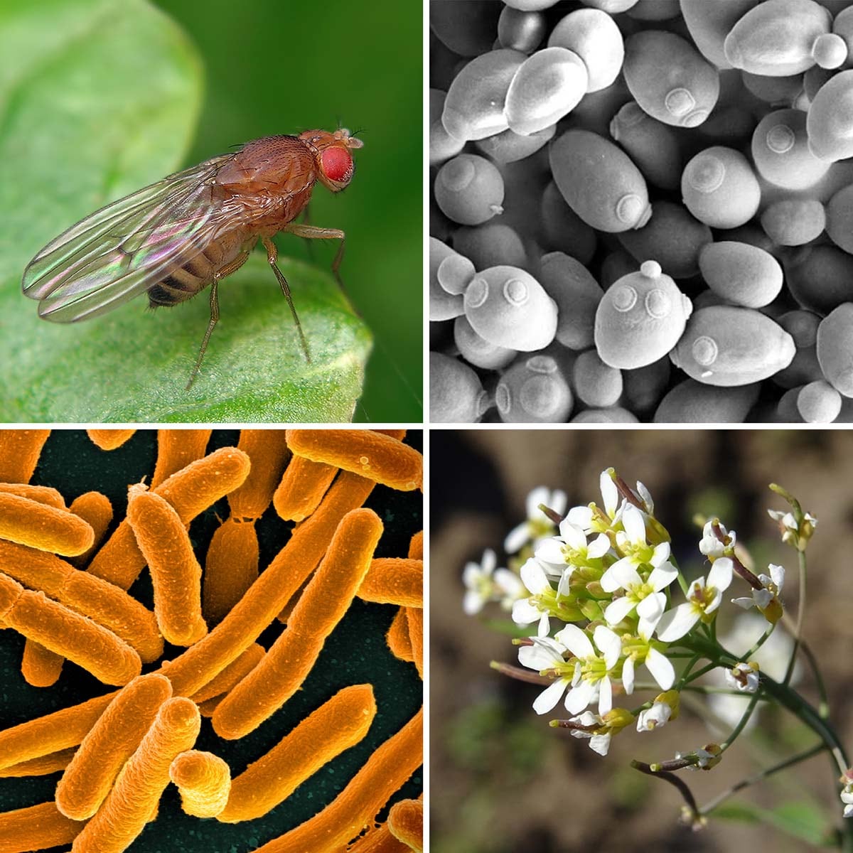 Entre los principales organismos modelo científicos se incluyen: la mosca de la fruta (Drosophila melanogaster, arriba a la izquierda), que ha proporcionado conocimientos fundamentales sobre la genética, el desarrollo animal y el comportamiento humano; la levadura de panadería (Saccharomyces cerevisiae, arriba a la derecha), una herramienta crucial para comprender las células y el cáncer; la Arabidopsis (abajo a la derecha), que ha revelado muchos secretos de las plantas y mucho más; y la bacteria E. coli (abajo a la izquierda), que ha ayudado a dilucidar fundamentos de la biología, como el papel de las mutaciones en la evolución y la naturaleza del ADN.