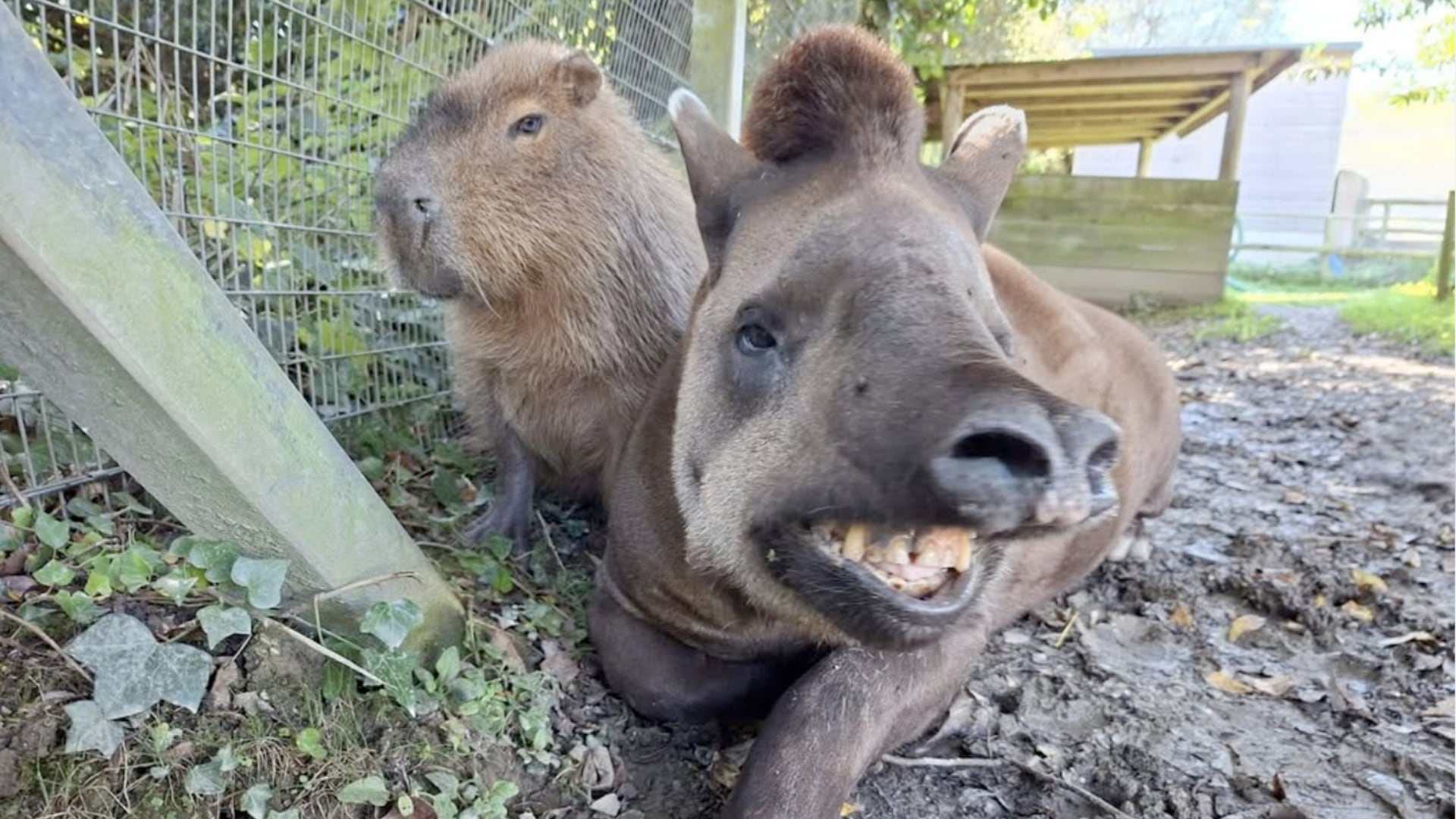 El Zoológico de Newquay sacrificó a una capibara y un tapir brasileño inseparables tras el avance de enfermedades asociadas a la edad.