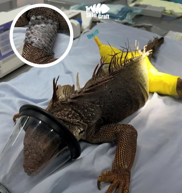 Skin Graft Piel de Tilapia