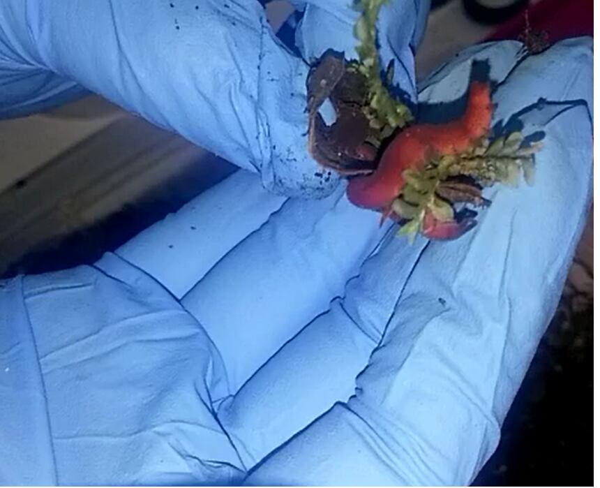 El gusano Epiperipatus biolleyi sobre manos en un guante de laboratorio.