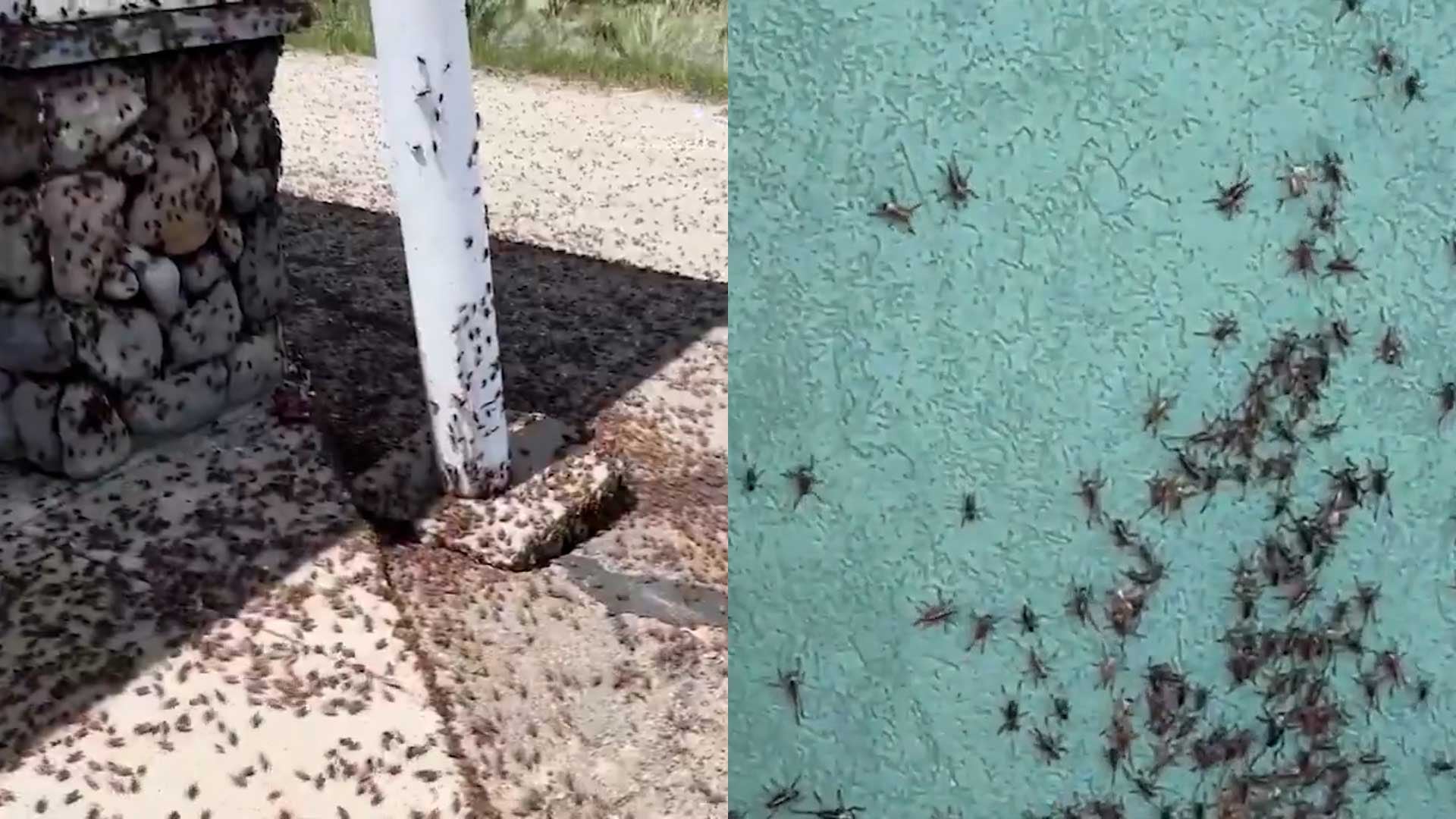Grillos mormones invaden el norte de Nevada, afectando casas y negocios, mientras los residentes luchan por controlar la plaga.
