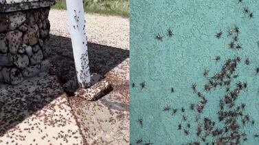 Invasión de grillos mormones caníbales causa estragos en Estados Unidos