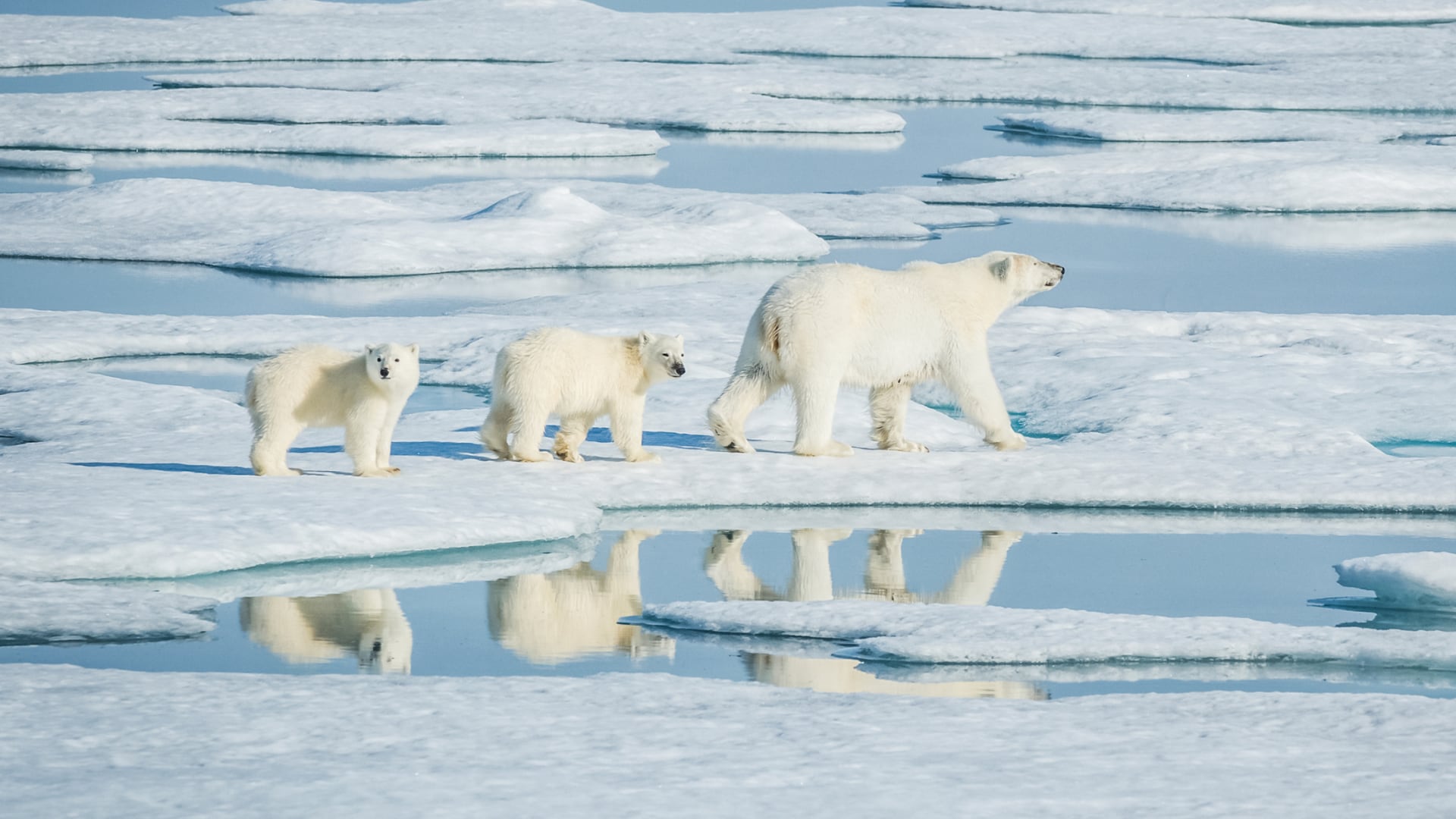 Investigadores hallaron diferencias genómicas entre osos polares de zonas frías y templadas de Groenlandia.