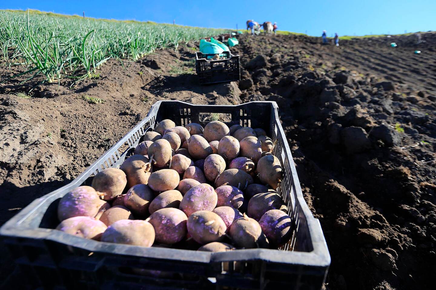 27/03/2020 San Juan de Chicuá. Los agricultores de la zona norte de Cartago se mantienen en labores para garantizar el abastecimiento interno en tiempo de cuarentena por covid-19. No solo recogen las cosechas sino que también cuidan los cultivos y preparan el terreno para sembrar de nuevo. Los productores no cesan sus labores, con lo cual se garantiza la existencia de verduras, hortalizas, granos y leche. En esta finca trabajaban sembrando papa cuya cosecha estaría para dentro de cuatro meses, aproximadamente. Foto: Rafael Pacheco
