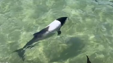 Video poco común captura a ‘delfines panda’ jugando en el agua