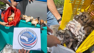 Decomisan más de una tonelada de pulpo y nueve kilos de cambute en Golfito