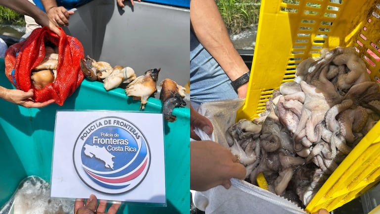Decomisan más de una tonelada de pulpo y nueve kilos de cambute en Golfito