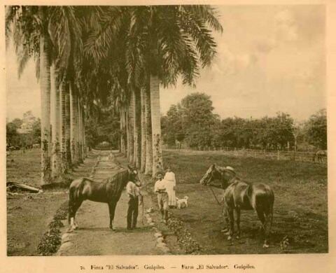 Finca El Salvador en Guápiles, en una foto de Fernando Zamora conservada en la Biblioteca Nacional, sin fecha. Fuente: portal del Sistema Nacional de Bibliotecas, www.sinabi.go.cr