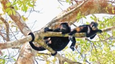 Los monos aulladores de voz más grave tienen los testículos más pequeños