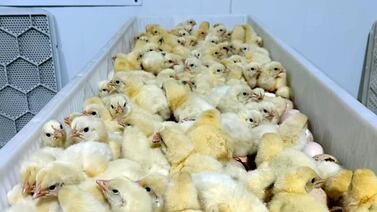 Pollitos nacidos en Costa Rica sustentan la industria avícola de Nicaragua