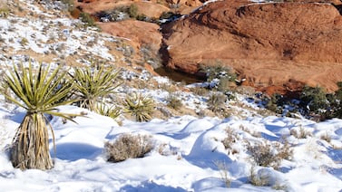 Nieve cubre zonas del desierto en Arabia Saudita y sorprende al mundo