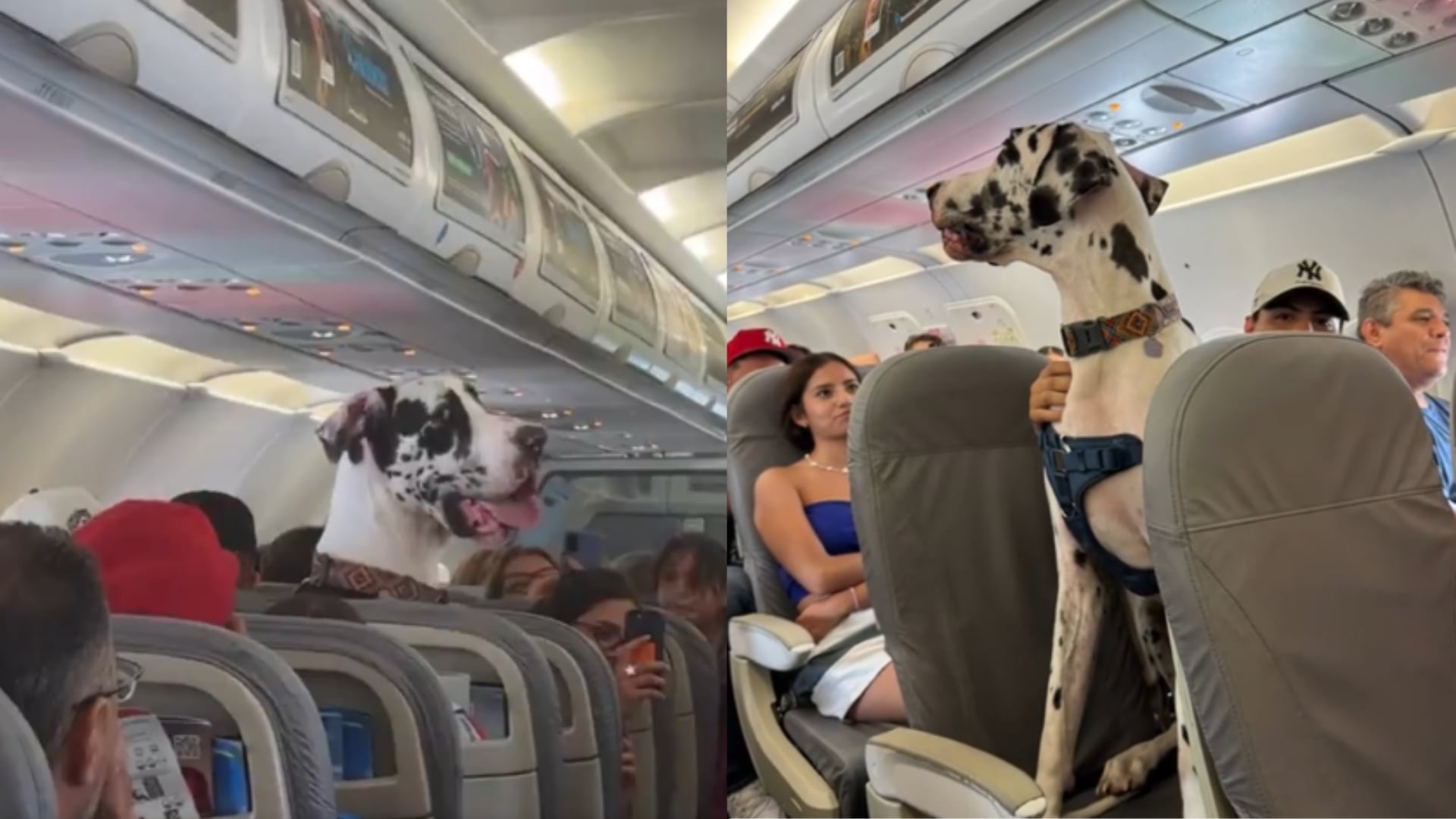 Un gran danés viajó dentro de un avión. Su imagen se volvió viral y aclararon por qué pudo abordar.