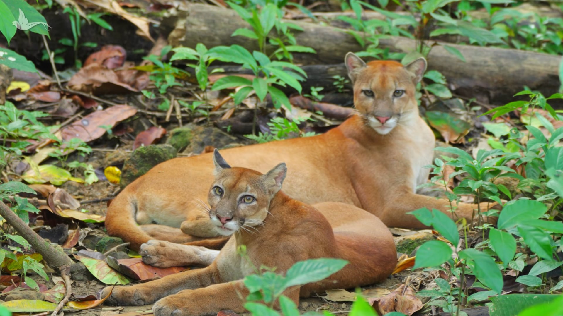 Comunidad cercana a Corcovado pasó de la cacería a proteger pumas y tapires mediante el ecoturismo.