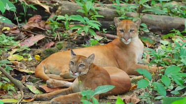 Costa Rica documenta caso de convivencia pacífica entre comunidades, pumas y tapires