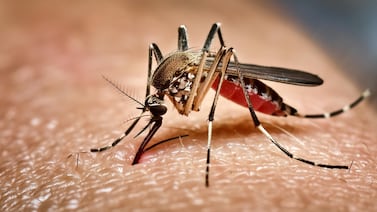 OPS alerta por rebrote de chikungunya en América