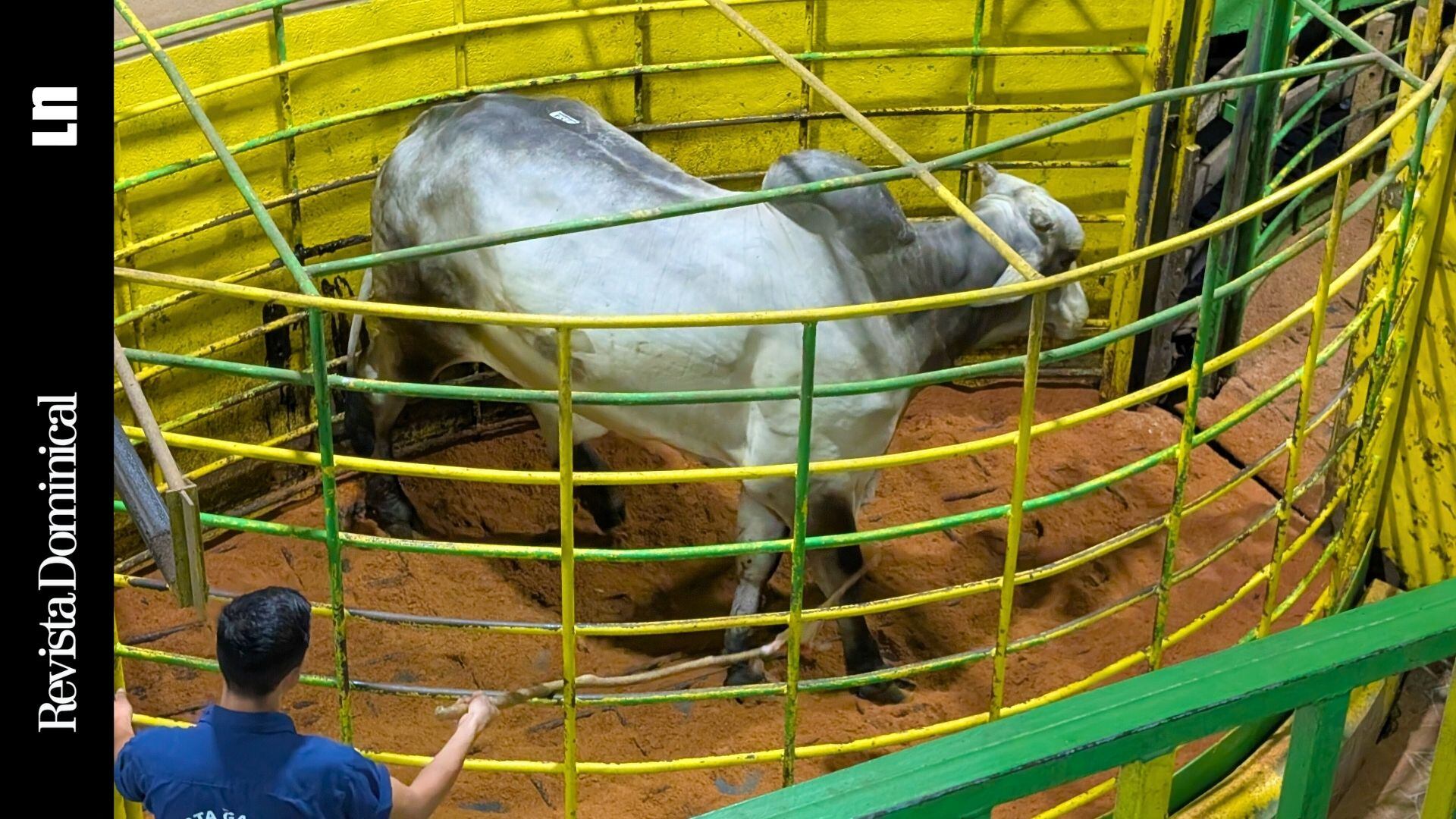 La ganadería es un negocio centenario y las subastas son una herramienta tan lícita como necesaria para que miles de productores. Sin embargo, las botas y los corrales están siendo usurpados por el narcotráfico y el lavado de dinero