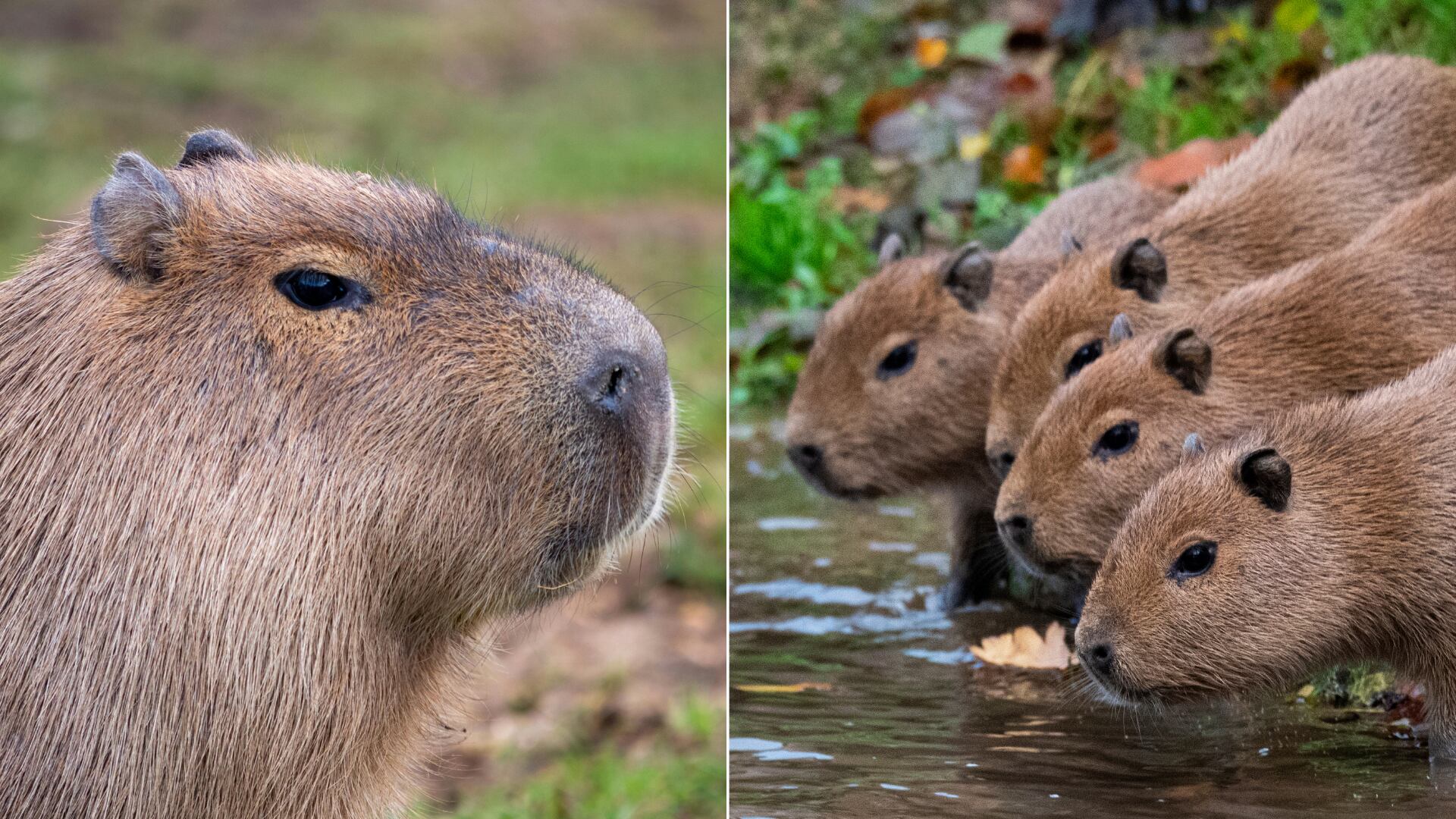 El carpincho y la capibara son el mismo roedor. Conozca su tamaño, hábitat, comportamiento y cómo varía su nombre según el país.