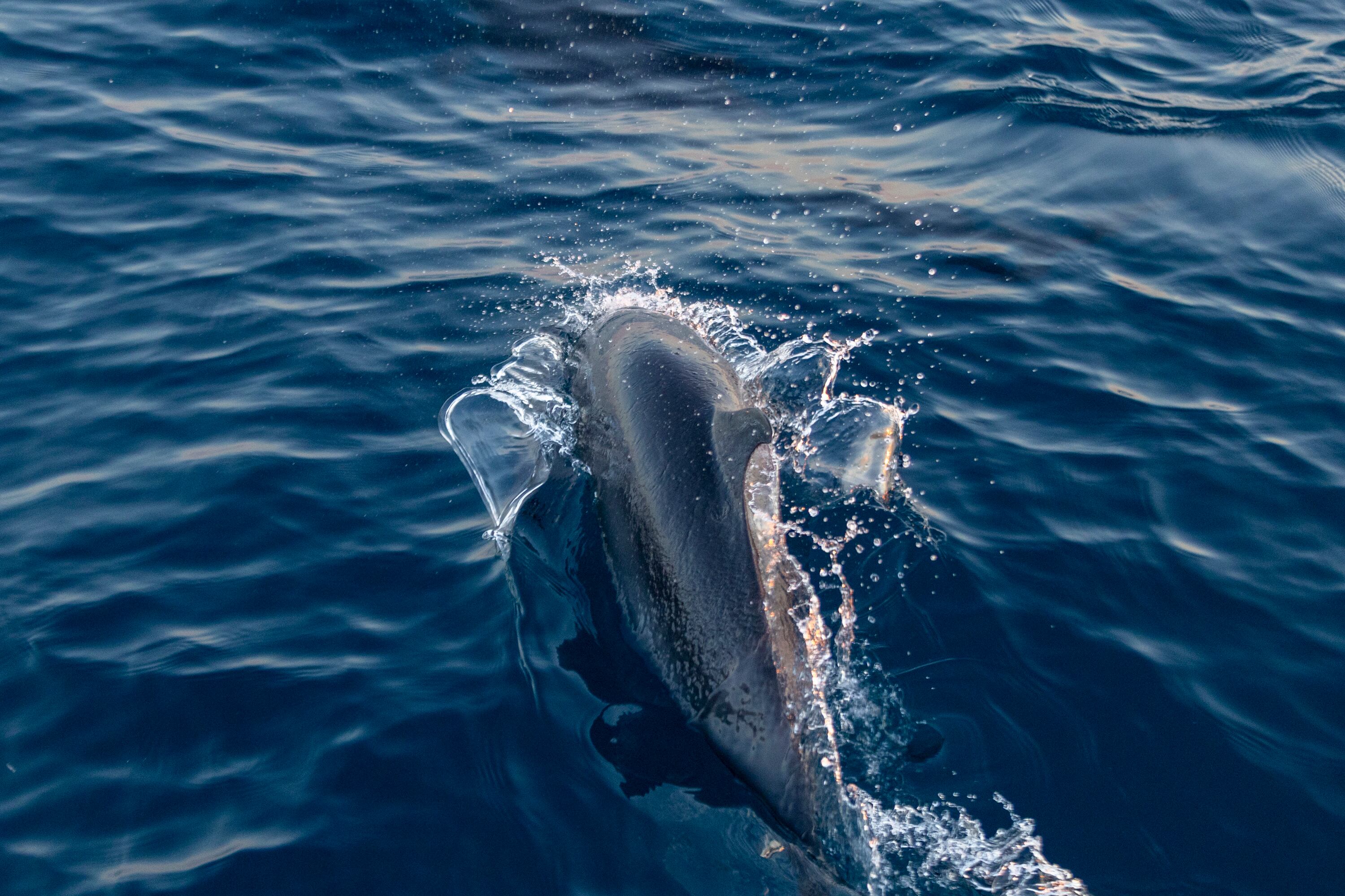 MATERIAL EXCLUSIVO DE LA TEJA.
27/02/2024, Puntarenas, Jacó y Quepos, recorrido por Carara Adventure Park y la Marina Pez Vela, para ver las atracciones que ofrecen al turismo nacional y extranjero.