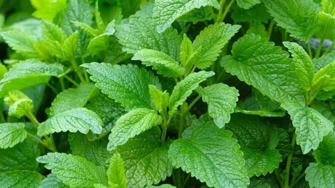 La melisa no solo se utiliza como sedante, sino que también es conocida por sus propiedades digestivas. Foto: iStock/El Tiempo/Colombia.