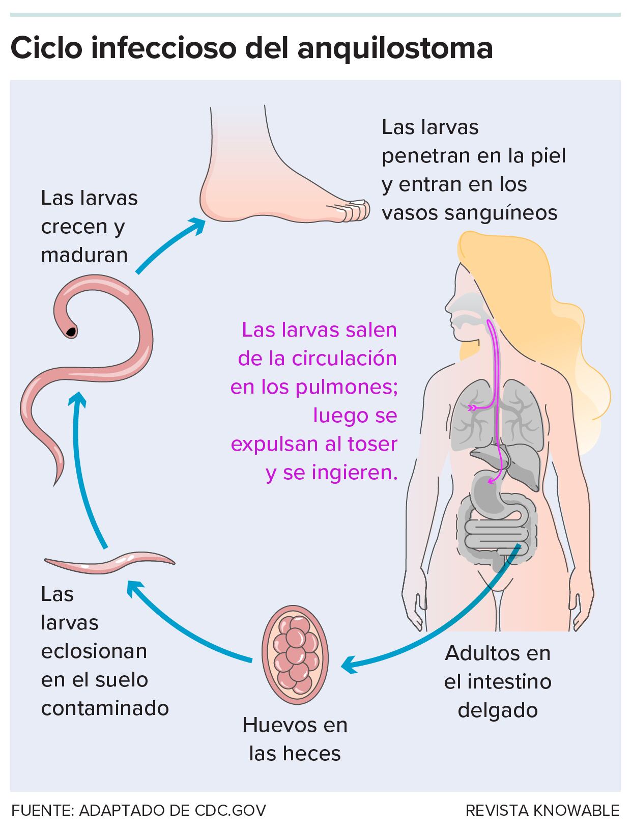 Un gráfico que explica cómo funciona la infección natural con uno de estos gusanos.