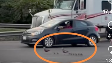 ¡Adelante, patitos!: tránsito en Costa Rica se detuvo para darle paso a una familia que cruzaba la carretera (video)